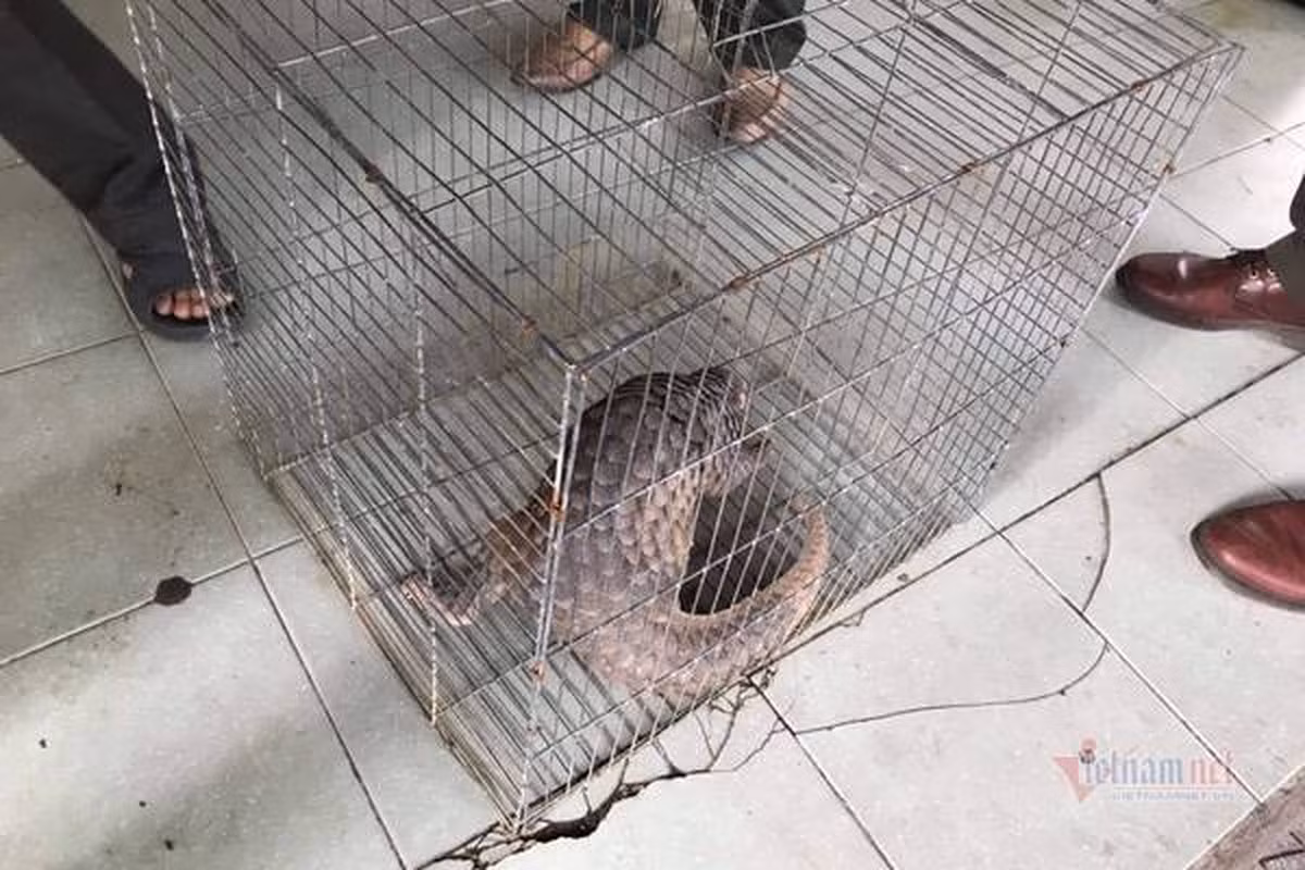 Tê tê thường sống trong hang dưới các gốc cây to, cây mục nát, hoặc vách đất đá trong lùm cây rậm rạp. Tê tê kiếm ăn ban đêm trên mặt đất trong khi ban ngày trú ẩn trong hang.