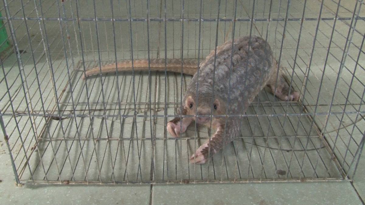 Trên thế giới hiện chỉ còn một họ tê tê. Đó là họ Manidae, gồm 3 chi: Manis, Phataginus và Smutsia. Chi Manis bao gồm 4 loài được tìm thấy ở châu Á, trong khi chi Phataginus và Smutsia mỗi chi chỉ gồm 2 loài sống ở châu Phi Hạ Sahara.