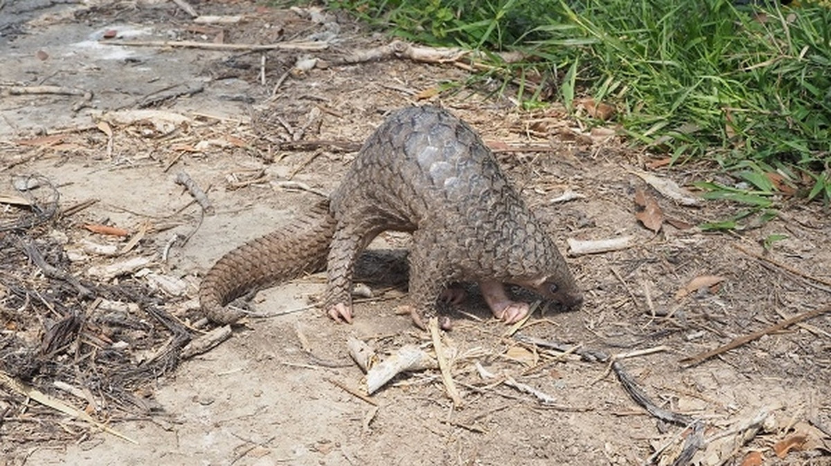 Hai loài tê tê trên là một trong những động vật hoang dã được pháp luật bảo vệ ở mức cao nhất tại Việt Nam. Cả hai đều có tên trong danh mục các loài nguy cấp, quý, hiếm được ưu tiên bảo vệ ban hành kèm theo Nghị định số 160/2013/NĐ-CP, ngày 12/11/2013.
