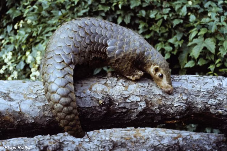 Tê tê vàng (tên khoa học Manis pentadactyla) được Liên minh Bảo tồn thiên nhiên quốc tế (IUCN) liệt kê vào danh sách Cực kỳ nguy cấp vì sự suy giảm quần thể ngoài tự nhiên lên đến 80%.