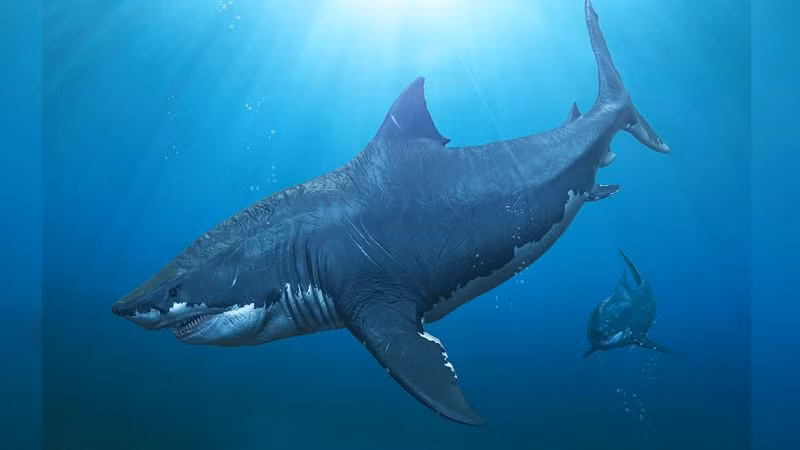 Giới chuyên gia hy vọng việc nghiên cứu các trầm tích tại Thái Bình Dương và các vùng biển khác trên thế giới có thể giúp tìm thấy các mảnh hóa thạch của cá mập từ đó tìm ra lời giải về Sự tuyệt chủng X.