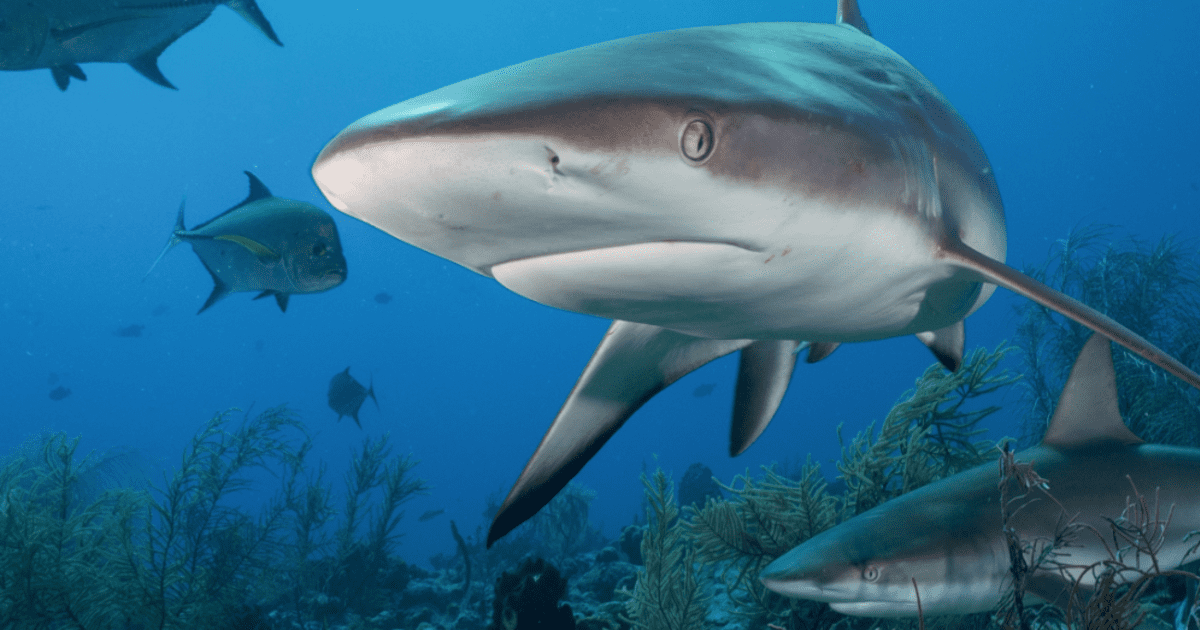 Trong sự kiện tuyệt chủng đó, hơn 90% số lượng cá mập và hơn 70% loài cá mập bị tiêu diệt chỉ sau một đêm.