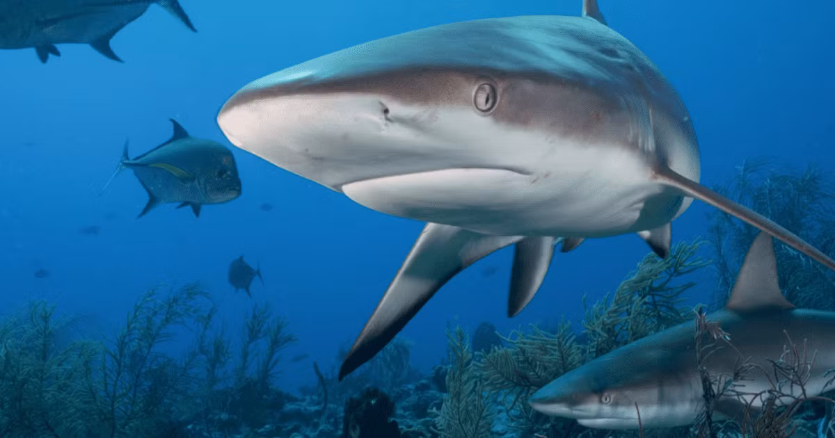 Trong sự kiện tuyệt chủng đó, hơn 90% số lượng cá mập và hơn 70% loài cá mập bị tiêu diệt chỉ sau một đêm.