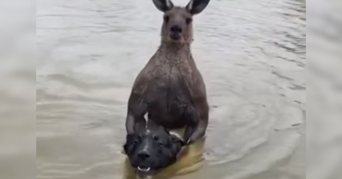 Vì vậy, anh Moloney nhanh chóng lao xuống sông, hét lớn xua đuổi con kangaroo để cứu con chó. Dù vậy, con kangaroo không hề sợ hãi mà vẫn dùng hết sức để dìm con chó xuống nước.