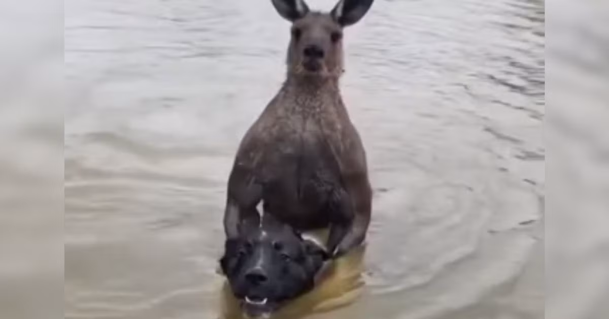 Vì vậy, anh Moloney nhanh chóng lao xuống sông, hét lớn xua đuổi con kangaroo để cứu con chó. Dù vậy, con kangaroo không hề sợ hãi mà vẫn dùng hết sức để dìm con chó xuống nước.