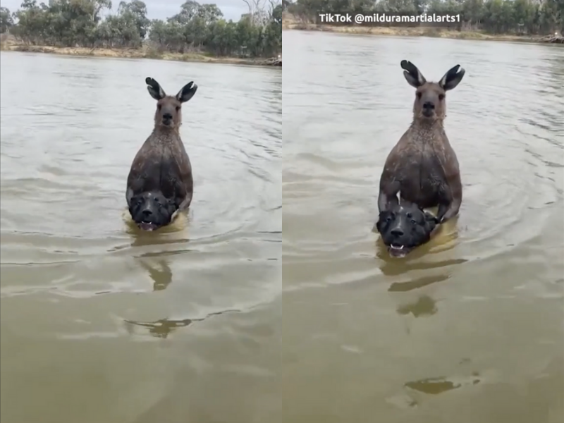 Vậy nên, hành động của Moloney được đánh giá là dũng cảm, gan dạ khi cố gắng giải cứu chó cưng của mình khỏi con kangaroo hung dữ.