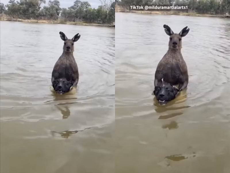 Vậy nên, hành động của Moloney được đánh giá là dũng cảm, gan dạ khi cố gắng giải cứu chó cưng của mình khỏi con kangaroo hung dữ.