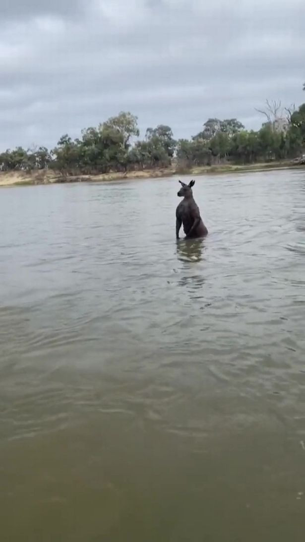 Một chuyên gia về động vật hoang dã cho biết, một số con kangaroo sẽ dìm chết những con vật mà nó cho rằng đó là con mồi.