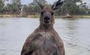 Do đó, anh Moloney lao tới và đấm vào đầu con kangaroo khiến con vật loạng choạng. Sau đó, hai bên xảy ra "cuộc đấu" cam go cho tới khi con kangaroo đuối sức, bỏ đi. Nhờ vậy, chó cưng của anh Moloney có thể bơi vào bờ an toàn mà không bị thương.