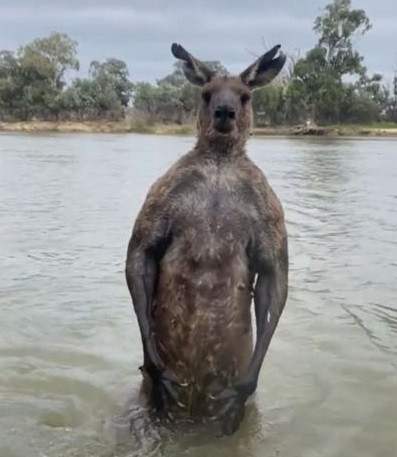 Thấy lạ, anh Moloney nhìn kỹ xung quanh và thấy con chó Hutchy của mình đang bị một con kangaroo cao 2,1m cố gắng dìm chết.