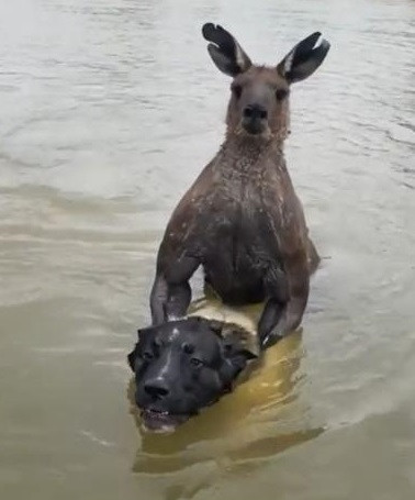 Sự việc này xảy ra khi anh Moloney cho đàn chó cưng đi dạo bờ sông. Một lúc sau, anh thấy thiếu một con chó trong khi những con còn lại ở trên bờ, đứng im, không dám xuống sông bơi lội như mọi ngày.