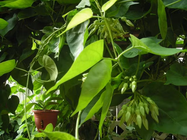 Tiếp đó, bạn lấy bông chấm vào nước thiên lý rồi đắp lên vùng trĩ lòi ra. Sau đó, băng lại như đóng khố. Ngày bạn nên làm như vậy hai lần.