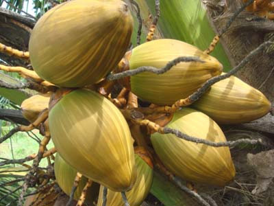 Dừa điếc trị mẩn ngứa, nấm ngoài da: Nếu bạn bị mẩn ngứa, nấm ngoài da, hãy đập dập vỏ quả dừa điếc hoặc quả dừa thông thường sắc lấy nước dùng để rửa ngoài vết thương.