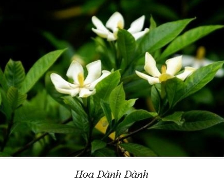 Bi quyet dung cay danh danh tri dau mat, nhuc mat