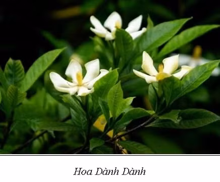 Bi quyet dung cay danh danh tri dau mat, nhuc mat