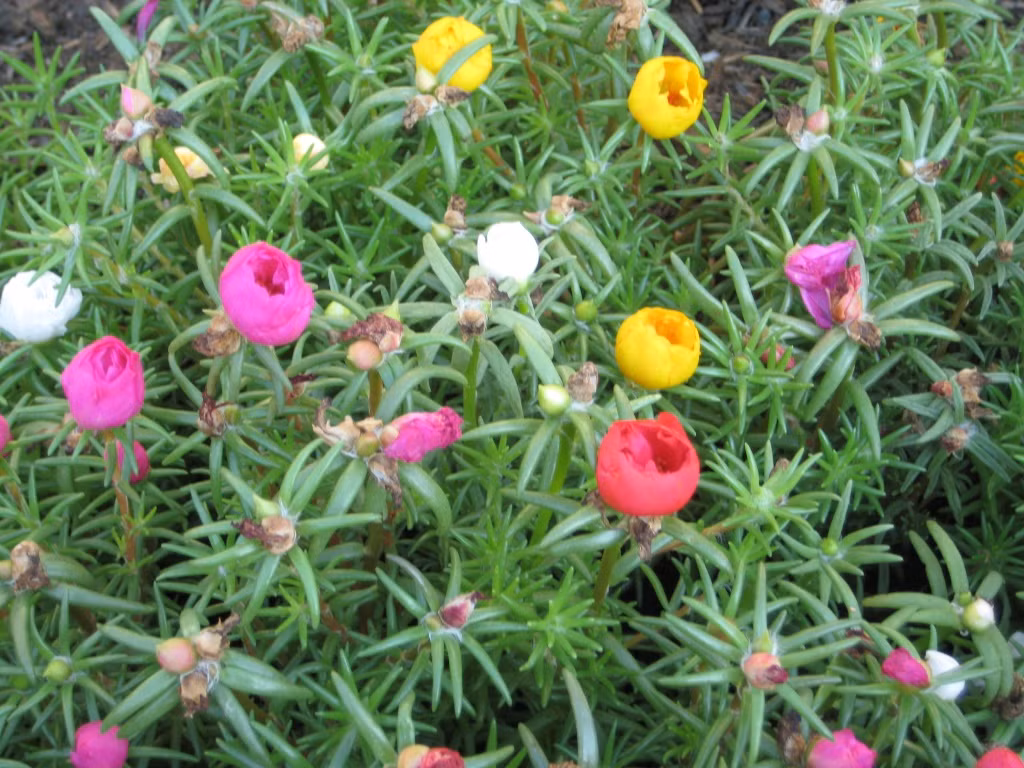 Tất cả các bộ phận của cây đều được dùng để làm thuốc, dùng tốt cho các trường hợp bị viêm họng, ho khan kéo dài.