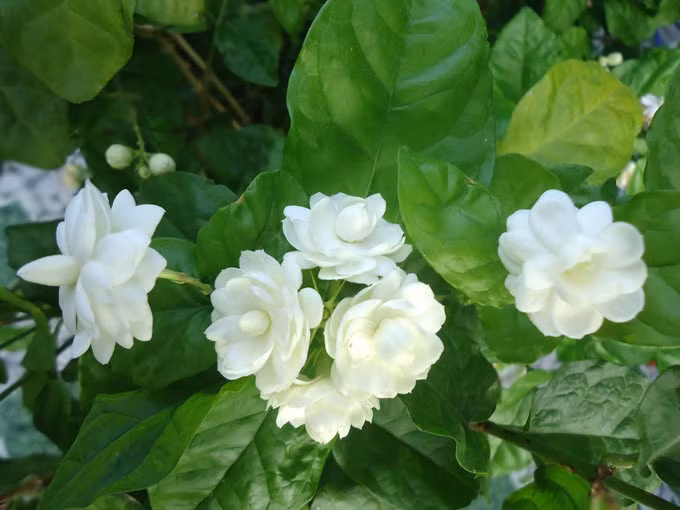 Chữa sưng đau do chấn thương: Dùng 10g rễ cây hoa nhài và 10g lá thanh táo, 16g cam thảo đất sắc uống ngày 1 thang.