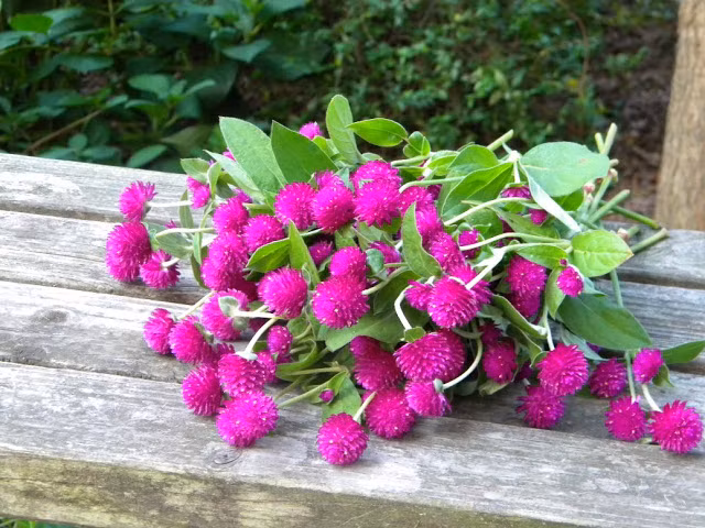 Loại hoa cúc này được dùng chữa hen phế quản, viêm phế quản cấp hay mạn, ho gà, lao phổi, ho ra máu, đau mắt, đau đầu, chữa sốt ở trẻ em, khóc thét về đêm, lỵ.