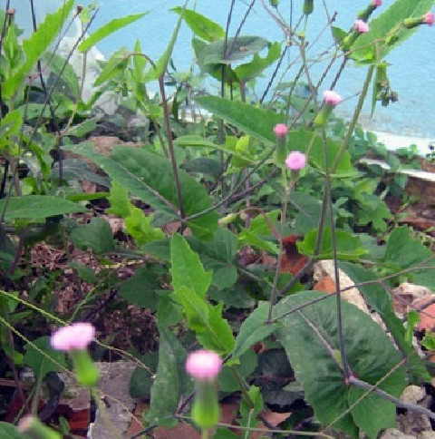 Chua nhieu benh voi “than duoc” nhat diem hong-Hinh-2