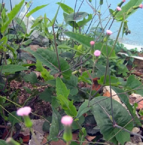 Chua nhieu benh voi “than duoc” nhat diem hong-Hinh-2