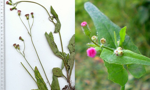 Chua nhieu benh voi “than duoc” nhat diem hong