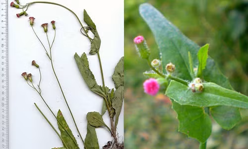 Chua nhieu benh voi “than duoc” nhat diem hong