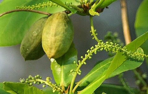 Cách dùng thuốc: Ngày đầu tiên, bạn hãy ngậm một ngụm nước lá bàng rồi súc miệng thật kỹ. 4 tiếng đồng hồ sau, bạn súc miệng lại lần 2 và 8 tiếng đồng hồ sau súc miệng lại lần thứ 3.