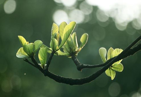 Trị sâu răng dễ ợt với bài thuốc từ lá bàng Tri sau rang de ot voi bai thuoc tu la bang