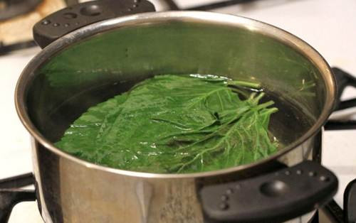 Mỗi khi tình trạng đau nhức răng viêm lợi tái phát, bạn hãy lấy nước xay nhuyễn lá bàng súc miệng.