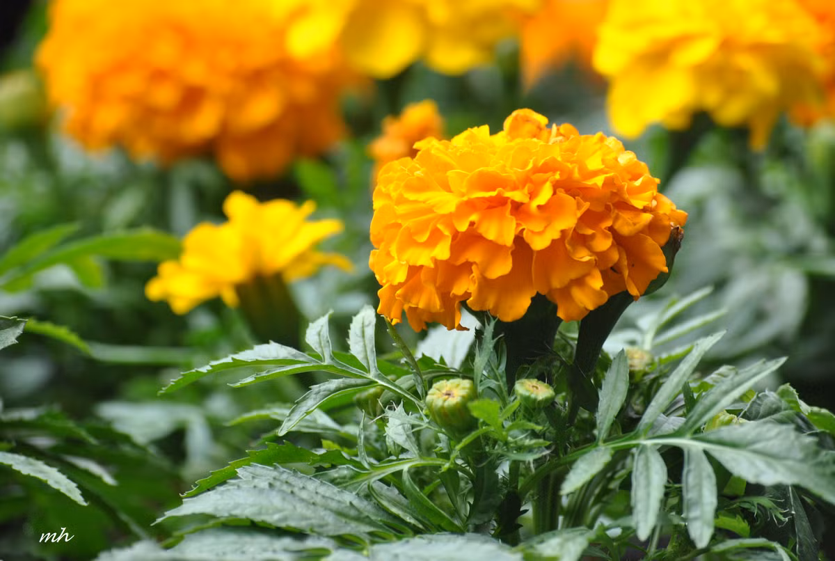 Cúc vạn thọ: Đông y cho rằng cúc vạn thọ vị đắng, mùi thơm, tính mát, tác dụng tiêu viêm, làm long đờm, trị ho.