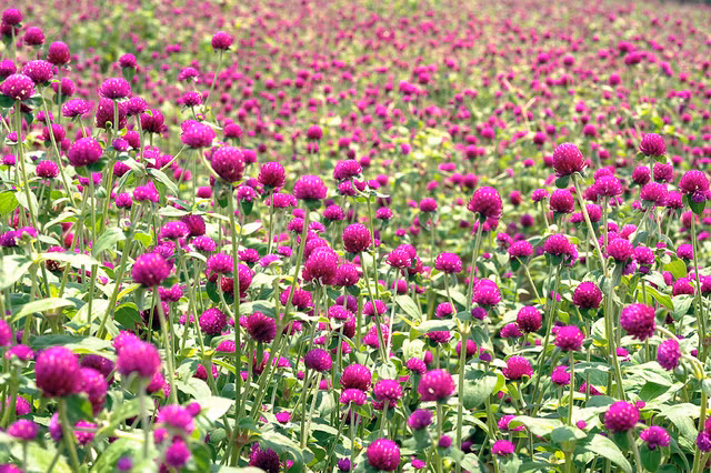 Hoa cúc bách nhật: Đây là loại hoa cúc chữa bệnh khá hiệu nghiệm. Cúc bách nhật là loại cây thân hình trụ, mọc thẳng đứng, lá mọc đối, hình bầu dục. Hoa có lông mềm nhỏ, màu tím, úp vào nhau thành khối hình cầu.