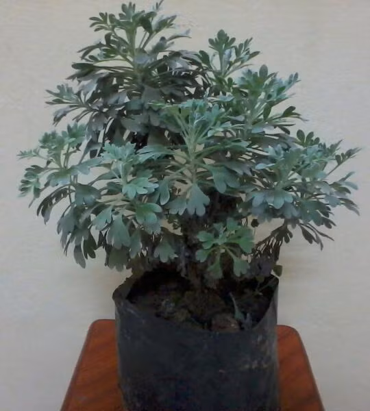 Nó được dùng chữa thổ huyết, chảy máu cam và nhiều chứng khác về huyết; chữa sởi, lở, ù tai, trị ho và làm thuốc điều kinh...