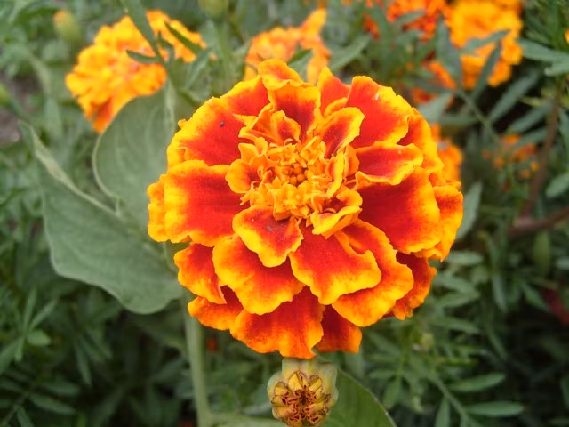 Lá cúc vạn thọ làm mát gan, phổi, giải nhiệt, chữa đau mắt, ho gà, viêm khí quản, viêm miệng, viêm hầu, đau răng; dùng đắp ngoài để trị viêm tuyến mang tai, viêm vú, viêm da mủ. Ngày thay một lần.