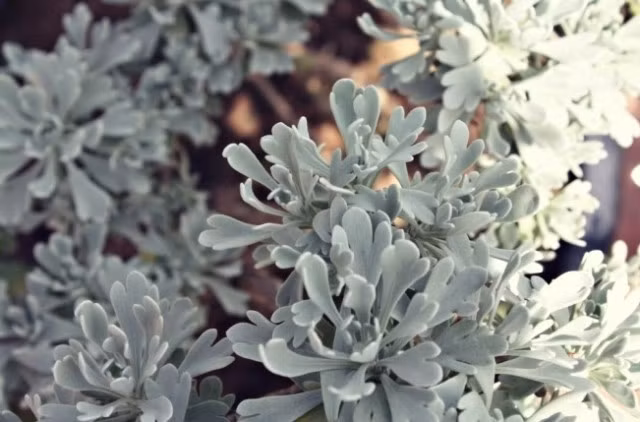 Theo y học cổ truyền, cúc mốc vị cay, thơm, tính mát, không độc, làm tan màng nhầy, sáng mắt, trừ uế khí.