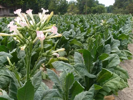 Chua benh hieu nghiem voi bai thuoc tu cay thuoc lao