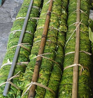 Cây thuốc lào giúp cầm máu: Bài thuốc này hiệu nghiệm khi bạn bị đứt chân tay, bị thương chảy máu.