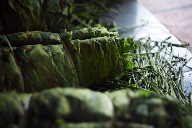 Thuốc lào chữa rắn cắn: Theo dân gian khi bạn bị rắn cắn có thể lấy 1 cục thuốc lào to bằng đầu ngón tay nhai nuốt nước, và bã đắp thuốc lào lên vết cắn sau đó đi bệnh viện cấp cứu kịp thời.