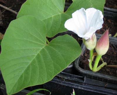 Chữa khó đi tiểu: Lá cây hoa mặt trăng non nấu canh với cá quả hoặc cá diếc, ăn hàng ngày cho đến khi đi tiểu được nhiều. Khi dùng thuốc, bạn phải kiêng ăn mặn. Ảnh: Nhà thuốc nam.