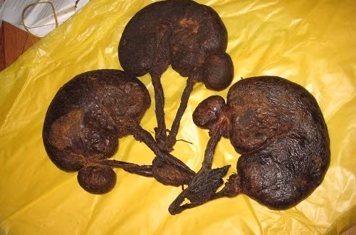 Dưới đây, Kiến Thức xin giới thiệu một số bài thuốc chữa bệnh từ dạ dày động vật dễ làm, dễ sử dụng cho bạn.