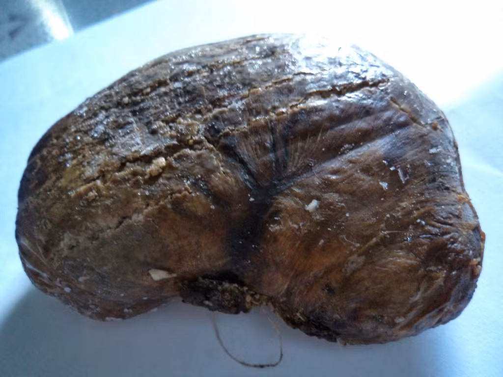 Cách chữa bệnh dạ dày bằng dạ dày nhím khá đơn giản, bạn chỉ cần mang dạ dày nhím còn nguyên thức ăn đi phơi khô sau đó sấy lên tán thành bột mịn. Mỗi ngày pha khoảng 10g bột dạ dày nhím với nước cơm, uống khi bụng đói, ngày 1 lần.