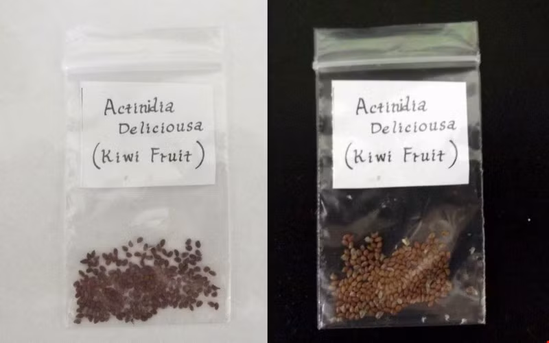  Bước 1: Xử lý hạt. Bạn có thể mua hạt giống kiwi bán sẵn hoặc tách lấy hạt kiwi từ quả kiwi mua về ăn để trồng.