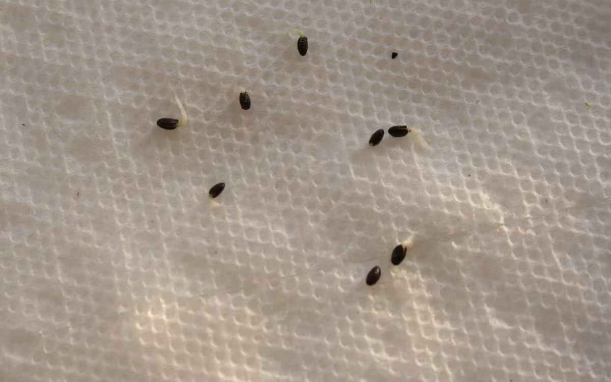 Sau 1 tuần, khi thấy đầu hạt kiwi có dấu hiệu nảy mầm thì đặt hạt vào khăn giấy đã thấm đẫm nước...