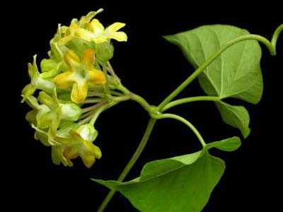 Thiên lý là một loại cây nhỏ, mọc leo, thân hơi có lông, nhất là ở những bộ phận còn non. Lá hình tim, thuôn, khía mép ở khoảng 5-8mm về phía cuống, đầu lá nhọn, có lông trên các gân lá; phiến lá dài 6-11cm, rộng 4-7,5cm, cuống cũng có lông, dài 12-20mm. Lá thiên lý có nhiều công dụng để chữa bệnh và còn có thể làm thức ăn.