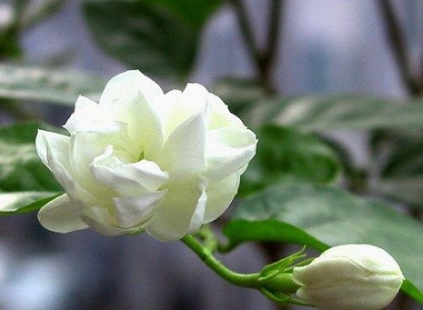 Chữa kinh nguyệt không đều: Với bài thuốc này bạn hãy kết hợp 10g rễ cây hoa nhài, 12g rễ cây gai bánh, 12g rễ cây cỏ xước, 16g ích mẫu, 16g cam thảo đất sắc uống ngày 1 thang và chia làm 2 – 3 lần uống đến khi kinh nguyệt đều trở lại.