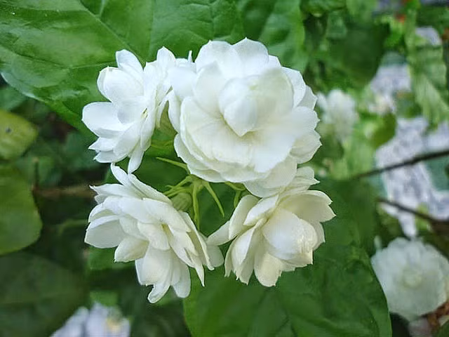 Bài thuốc chữa cao huyết áp bằng hoa nhài: Nguyên liệu gồm 10g hoa nhài, 10g hoa hòe, 6g cúc vàng và 6g hoa đại sắc kỹ và uống 1 ngày 1 thang.