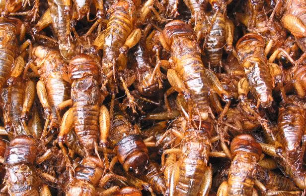 “Lũ trẻ mang theo những hộp dế đó về nhà và tôi buộc phải ra lệnh cấm ăn quá nhiều dế một lúc vì tôi sợ các con sẽ đau bụng”.