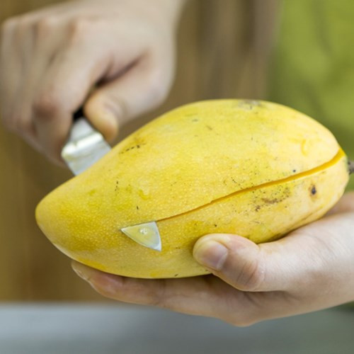 Hạt xoài thực chất là một vị thuốc tốt, công dụng chữa bệnh của hạt xoài rất phong phú và công hiệu.