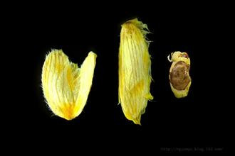 Chiết xuất từ hạt xoài có thể giúp những người béo phì giảm cân, giảm lượng cholesterol và cải thiện lưu thông máu.