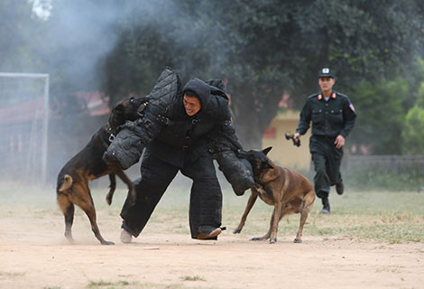 Một tình huống luyện tập bắt giữ đối tượng của chó nghiệp vụ.