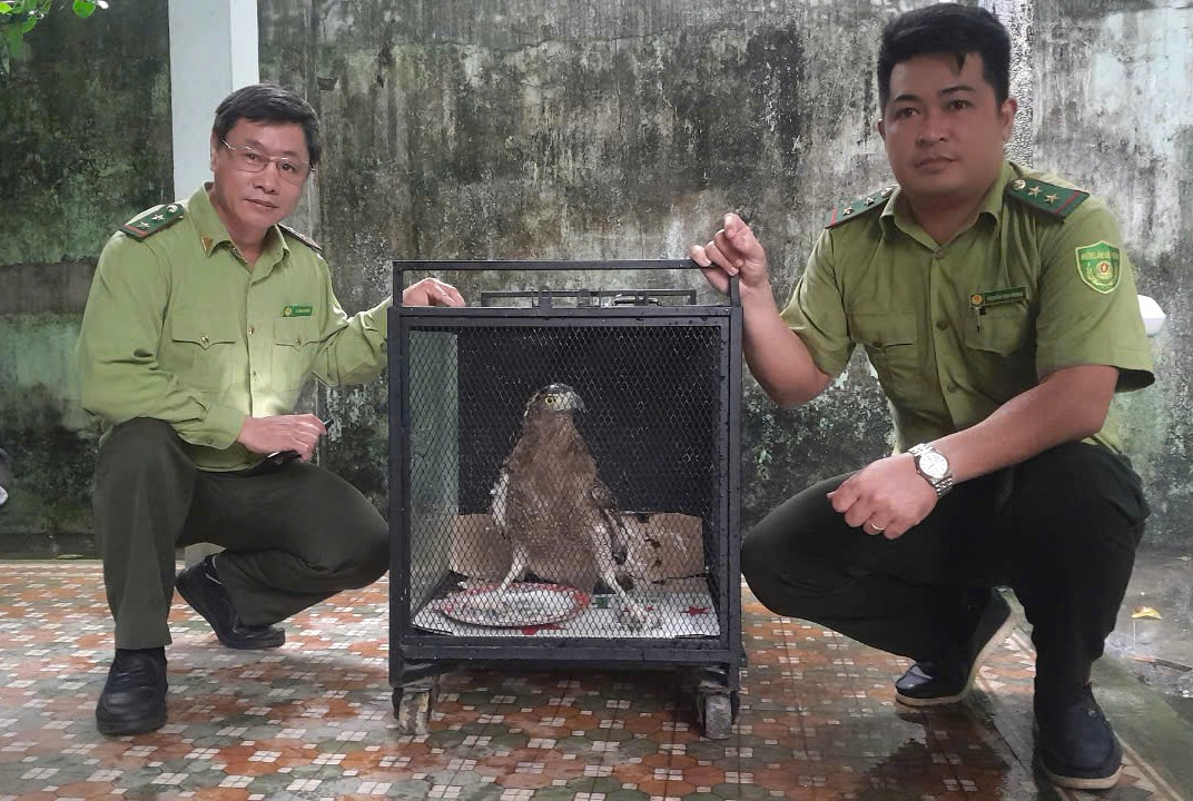 Bàn giao 3 cá thể động vật hoang dã quý hiếm cho Kiểm lâm - Hình 2 Ban giao 3 ca the dong vat hoang da quy hiem cho Kiem lam-Hinh-2